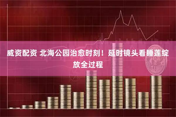 威资配资 北海公园治愈时刻！延时镜头看睡莲绽放全过程
